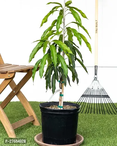 Zomoloco Mango Plantcfa329 Mango Plant-thumb0