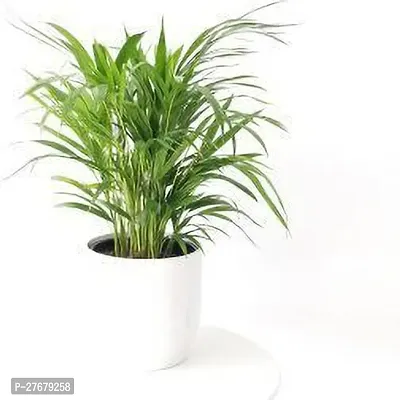 Zomoloco Areca Plam Indooroutdoor Areca Palm-thumb0