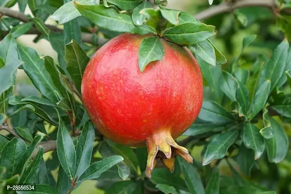 Zomoloco Pomegranate Plant POMEGRANATEBEDANA PLANT-P7-thumb0