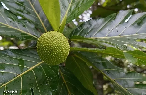 Zomoloco Live Breadfruit Plant Rare Dwarf Exotic A-thumb0