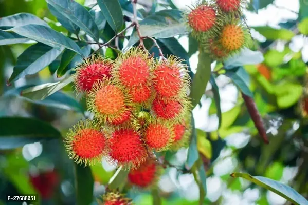 Zomoloco Rare Red Rambutan Hybrid Exotic Fruit See-thumb0