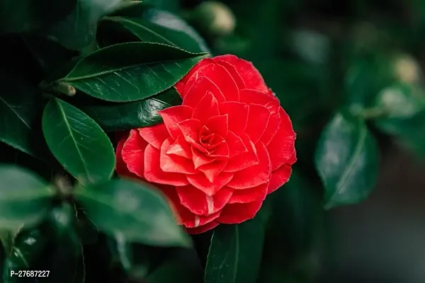 Zomoloco Red Camellia Healthy Flower Plant For Hom