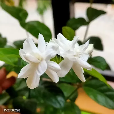 Zomoloco Arabian Jasmine Double Petal Live Flower-thumb0