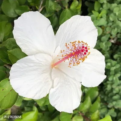 Zomoloco Hibiscus White Live Flower Plant Disha2-thumb0