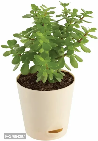 Zomoloco Ugaoo Good Luck Jade Plant Jade Plant-thumb0