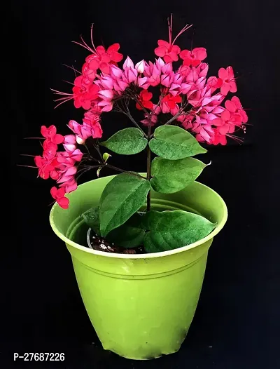 Zomoloco Live Rare Bleeding Heart Vine Red Clerod