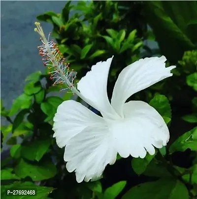 Zomoloco Hibiscus White Plant Cf70065 Hibiscus P-thumb0