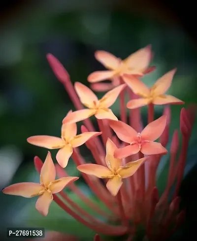 Zomoloco Trothic Ixora Chethi Red Plant Live Flowe-thumb0