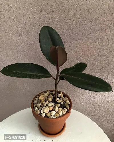 Zomoloco Live Rubber Plant For Indoor Home Decorat