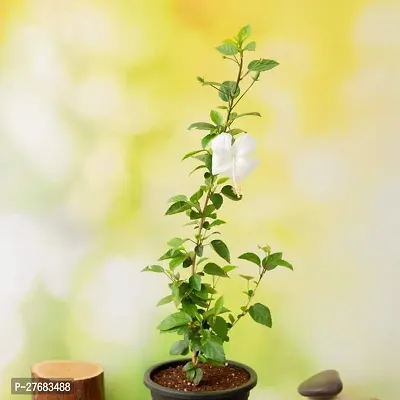 Zomoloco Hibiscus Gudhal Flower White Plant H-thumb0