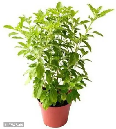 Zomoloco Bg234 Tulsi Plant-thumb0