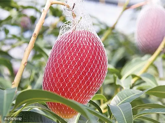 Zomoloco Miyazaki Mango Plant Mango Plant