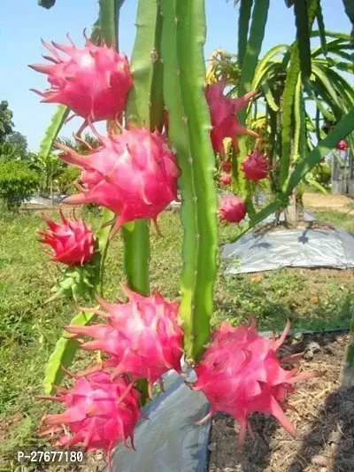 Zomoloco Live Dragon Fruit Plant Jumbo Pink Drago-thumb0