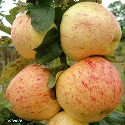 Zomoloco Apple Golden Delicious Hybrid Grafted Liv