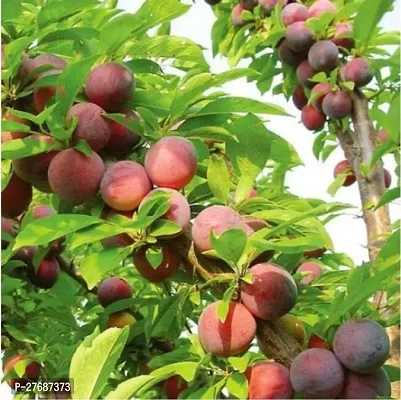 Zomoloco Exotic Live Grafted Plum Aalu Bukharaal-thumb0