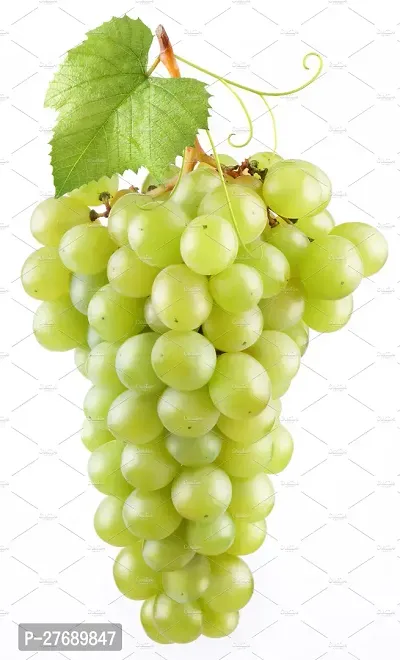 Zomoloco Air Layered Grapes Angoor Live Plant C-thumb0