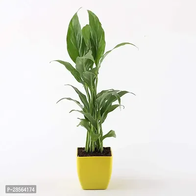 Zomoloco Lily Plant TIGmlily25-thumb0