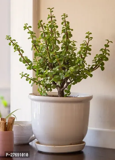 Zomoloco Jade Live Plant For Indoor Decoration C