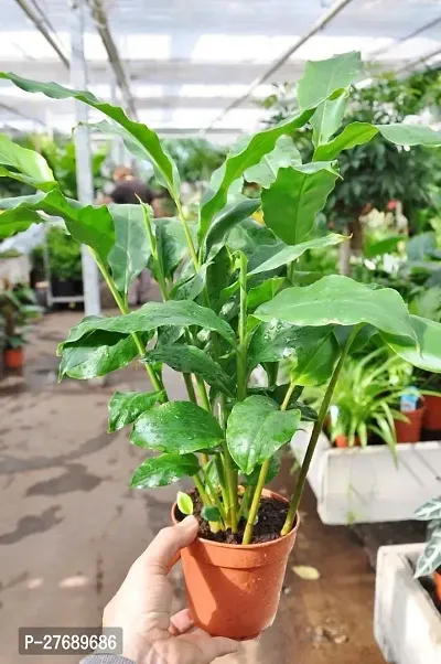 Zomoloco Elaichicardamom Plant Live Plant Cf038-thumb0