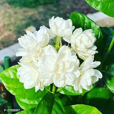 Zomoloco Arabian Jasmine Double Petal Live Flower-thumb0