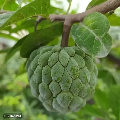 Zomoloco Custard Apple Live Plant Disha200601 C-thumb0