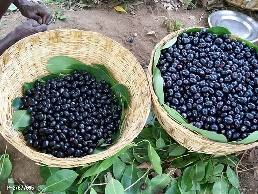 Zomoloco Jamunmodelbadamaplant Jamun Plant