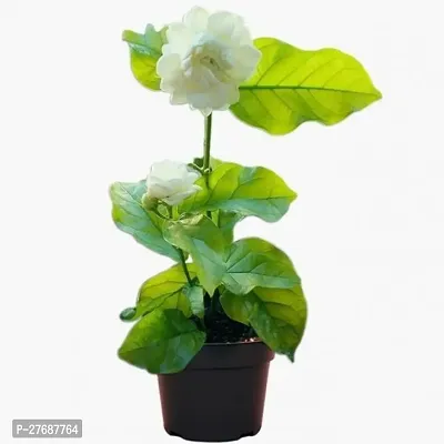 Zomoloco Arabian Jasmine Beli Flower Mogra