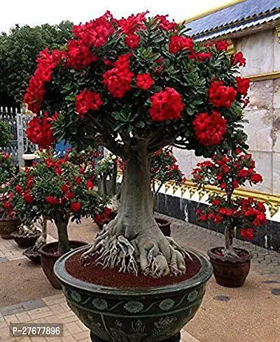 Zomoloco Gardens Adenium Grafted Live Desert Rose-thumb0