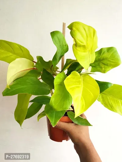 Zomoloco Philodendron Indoor Hybrid Live Plant For