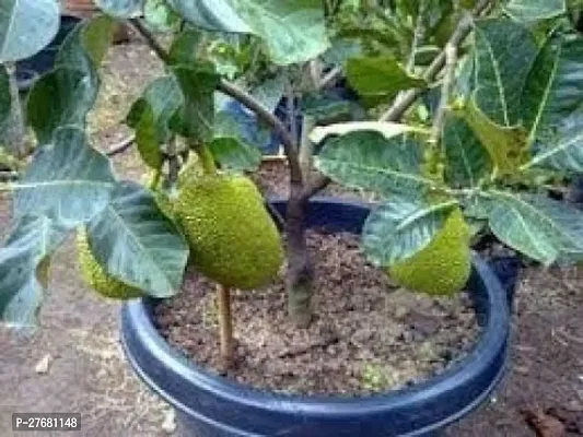 Zomoloco G01 Jack Fruit Plant-thumb0