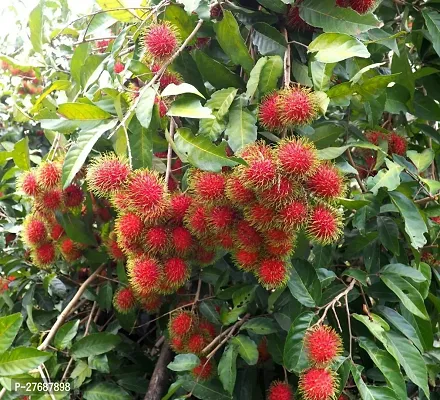 Zomoloco Rare Red Rambutan Hybrid Exotic Fruit See