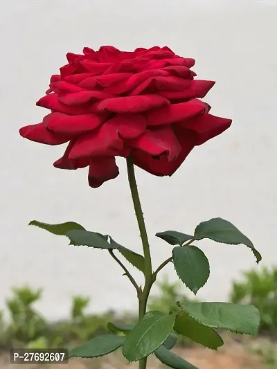 Zomoloco Red Hybrid All Season Live Rose Plantcf0-thumb0