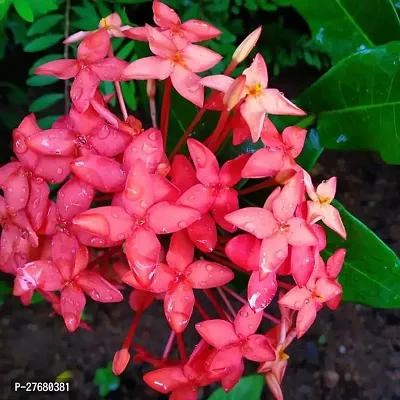 Zomoloco Trothic Ixora Chethi Red Plant Live Flowe