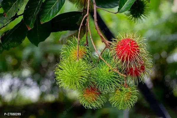 Zomoloco Rare Yellow Rambutan Hybrid Exotic Fruit