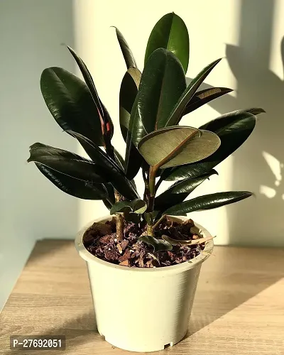 Zomoloco Live Rubber Plant For Indoor Home Decorat