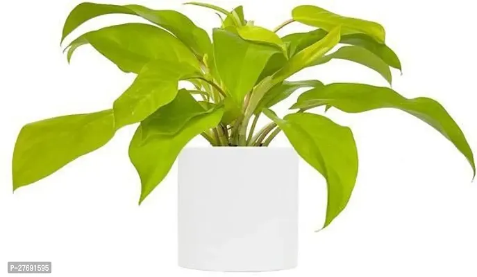 Zomoloco Philodendron Indoor Hybrid Live Plant For