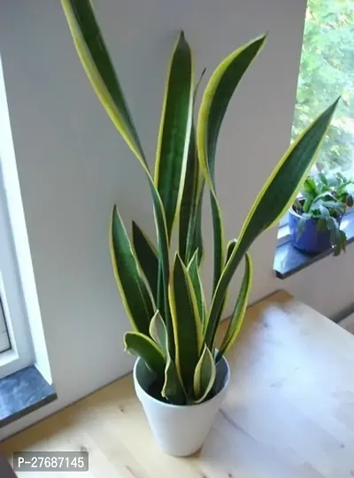 Zomoloco Snake Plant For Home Decorations Best For-thumb0