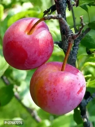 Zomoloco Exotic Live Grafted Plum Aalu Bukharaal