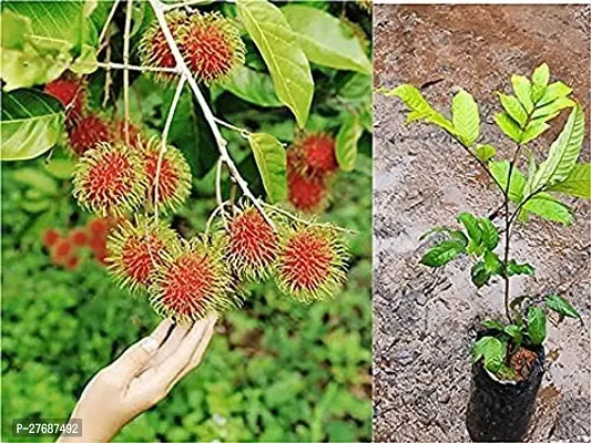 Zomoloco Rare Red Rambutan Hybrid Exotic Fruit See-thumb0