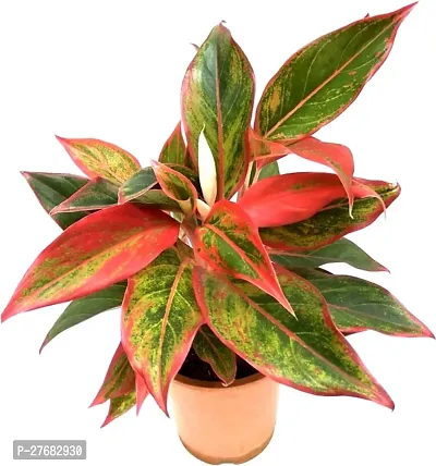 Zomoloco Aglaonema Plant Aglaonema Plant-thumb0