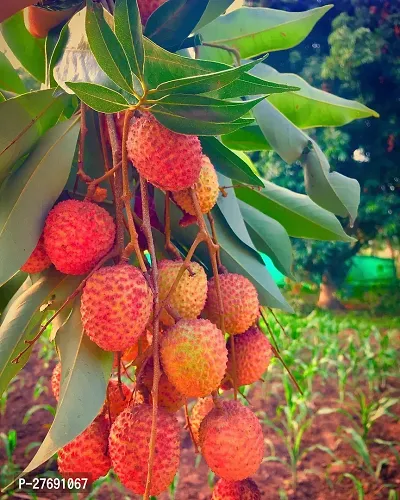 Zomoloco Air Layered Hybrid Calcutta Litchi Plant