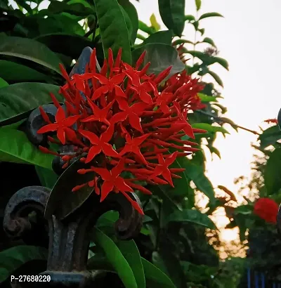 Zomoloco Trothic Ixora Chethi Red Plant Live Flowe