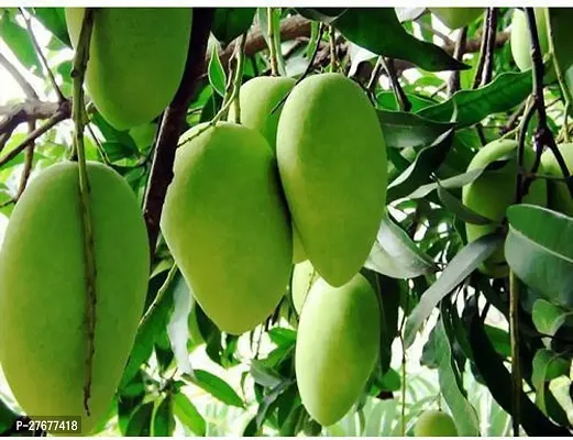 Zomoloco Chausa Mangoes From Uttar Pradesh Plant M-thumb0