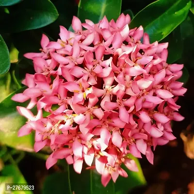 Zomoloco Trothic Ixora Chethi Red Plant Live Flowe