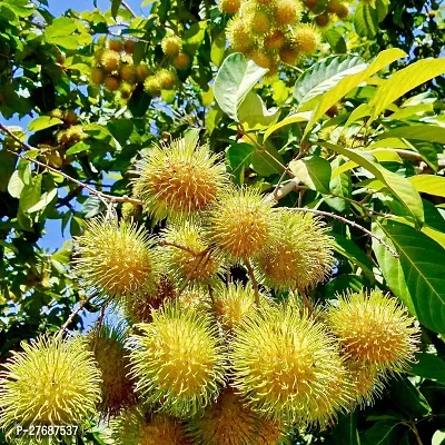 Zomoloco Rare Yellow Rambutan Hybrid Exotic Fruit-thumb0