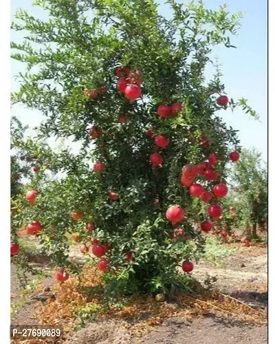 Zomoloco Pomegranate Live Plant Eversweet Variety-thumb0