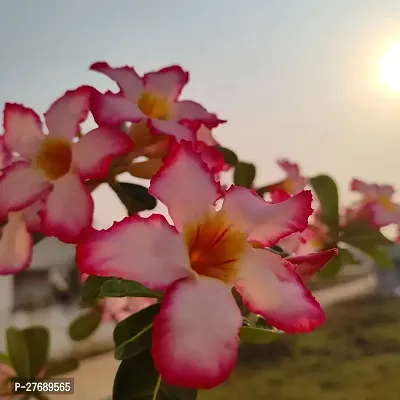 Zomoloco Air Layered Adenium Plant Live Plant Cf5