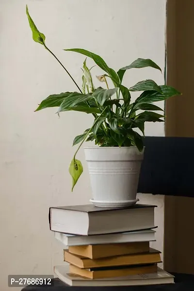 Zomoloco Peace Lily Or Spathiphyllum Live Plant Wh