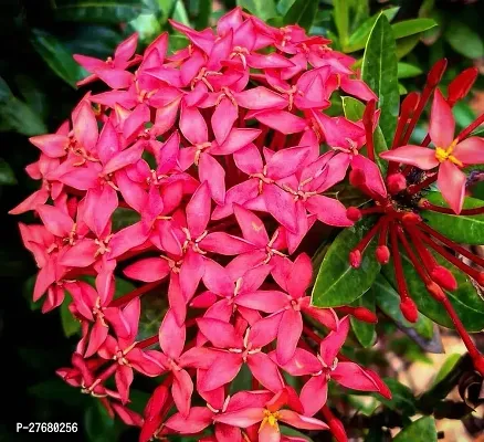 Zomoloco Trothic Ixora Chethi Red Plant Live Flowe-thumb0