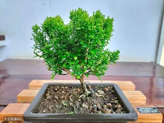 Zomoloco Madhukamini Mini Rare Bonsai Plants Ind-thumb0